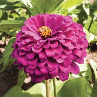 Uproar Rose Zinnia Thumbnail